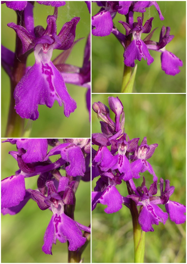 La Valle delle orchidee, Sassano e Monte San Giacomo 9 e 10 maggio 2015